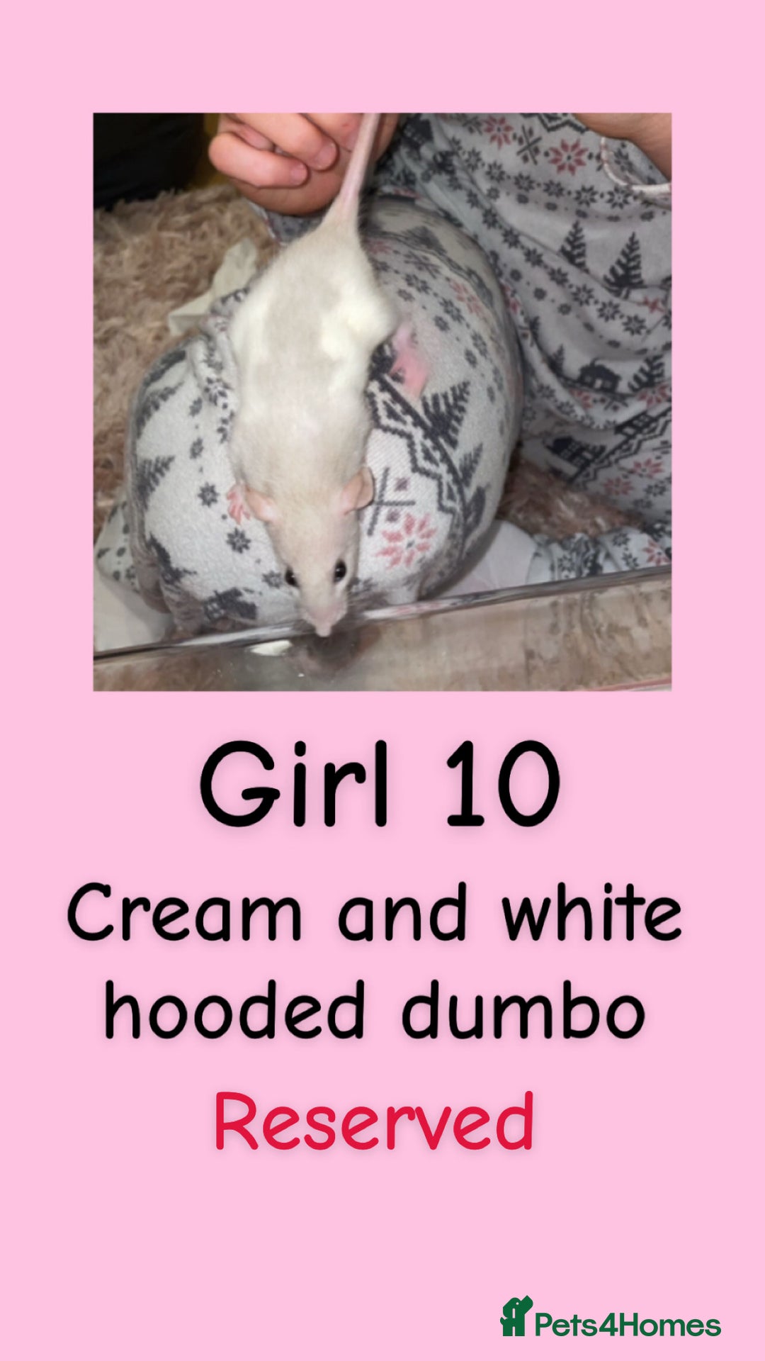 Rat rodents for sale: Beautiful baby rats looking for forever homes! - Advert 10