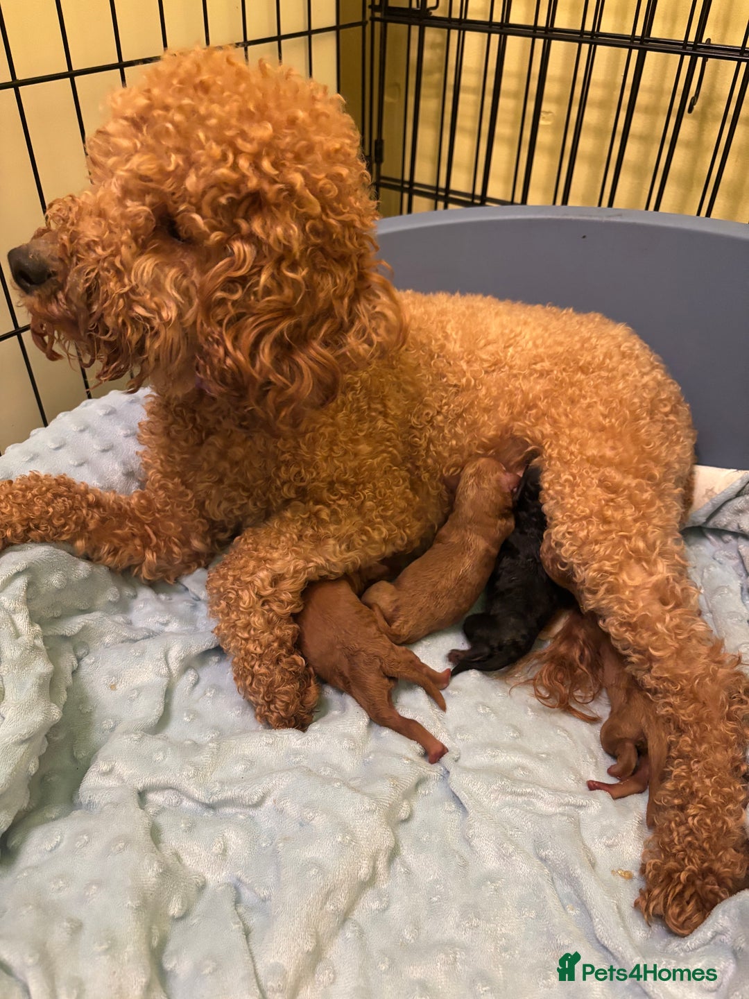 Toy Poodle dogs for sale: KC registered toy poodles - Advert 4