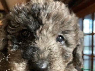 Bordoodle dogs Beautiful Bordoodle Puppies inc Merle/Apricot - Advert 2