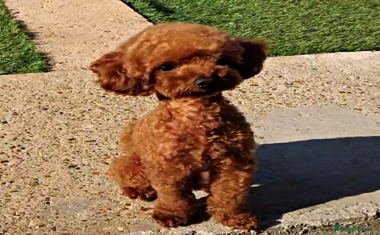 Toy Poodle dogs in Brighton - Advert 7