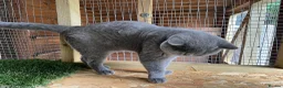 British Shorthair cats for stud: Champion British Blue Import for Stud  - Advert 3
