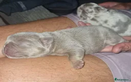 French Bulldog dogs for stud: New shade fluffy merle  in Sheffield - Image 13