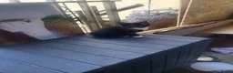 Mixed Breed cats for sale: Two rescued male kittens looking for a new home in London - Advert 2