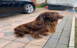 Cocker Spaniel dogs for stud: Sparkey, chocolate cocker spaniel  - Image 5