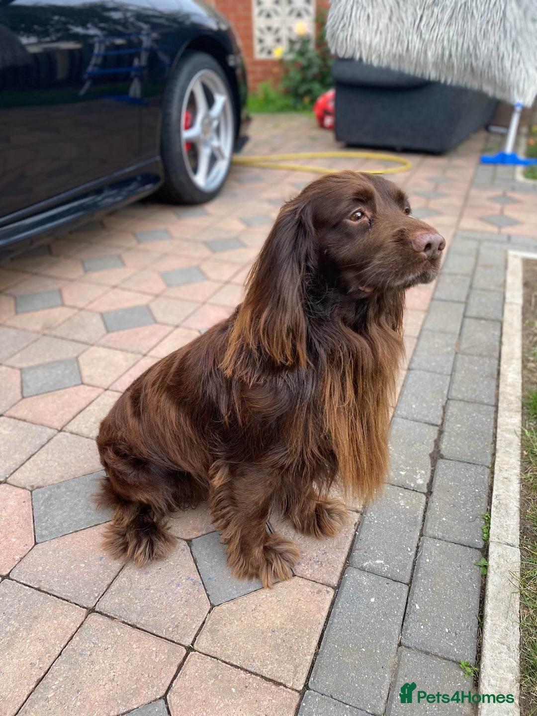 Cocker Spaniel dogs for stud: Sparkey, chocolate cocker spaniel  - Image 5