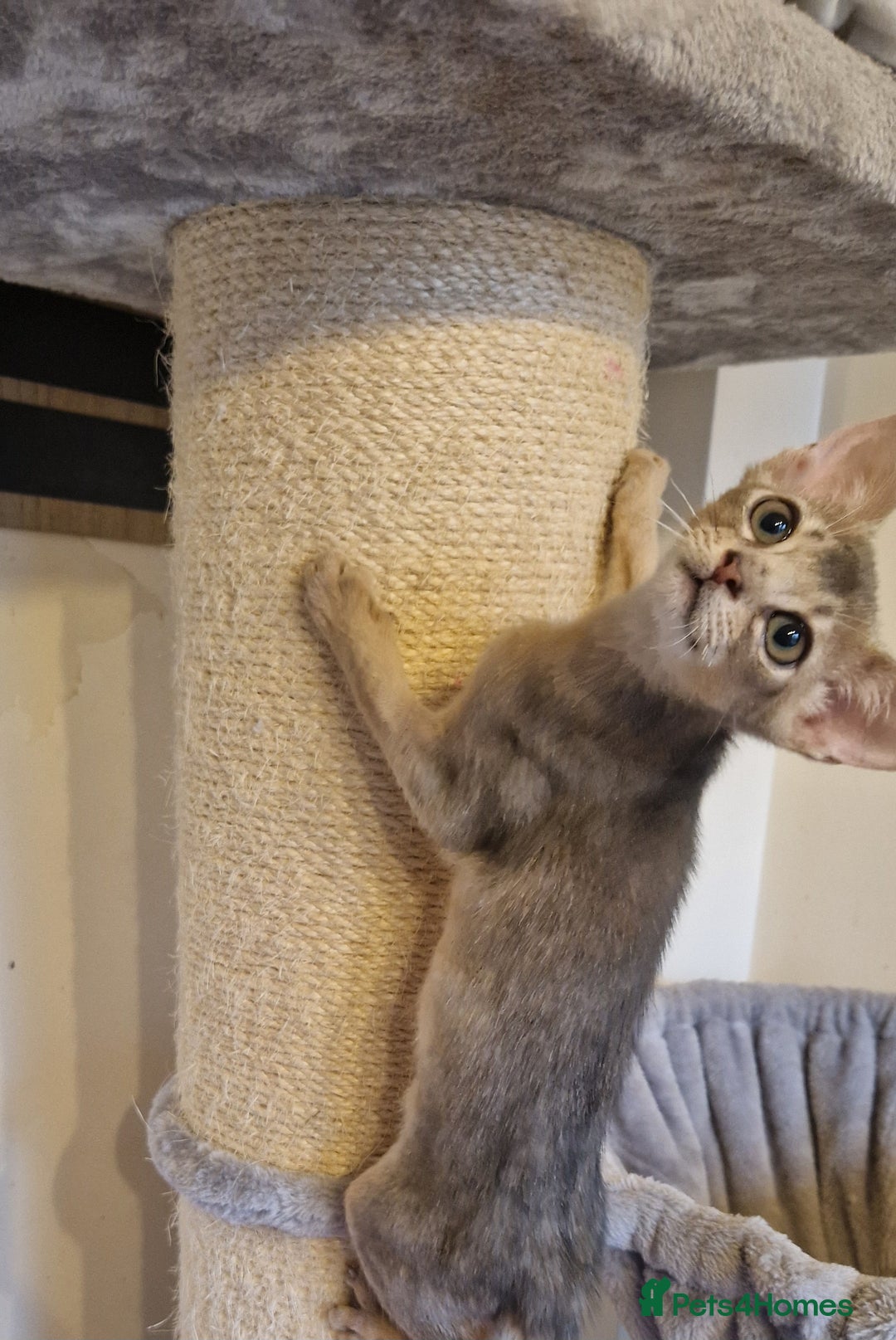 Abyssinian cats for sale: Beautiful kittens 🥰  - Image 8