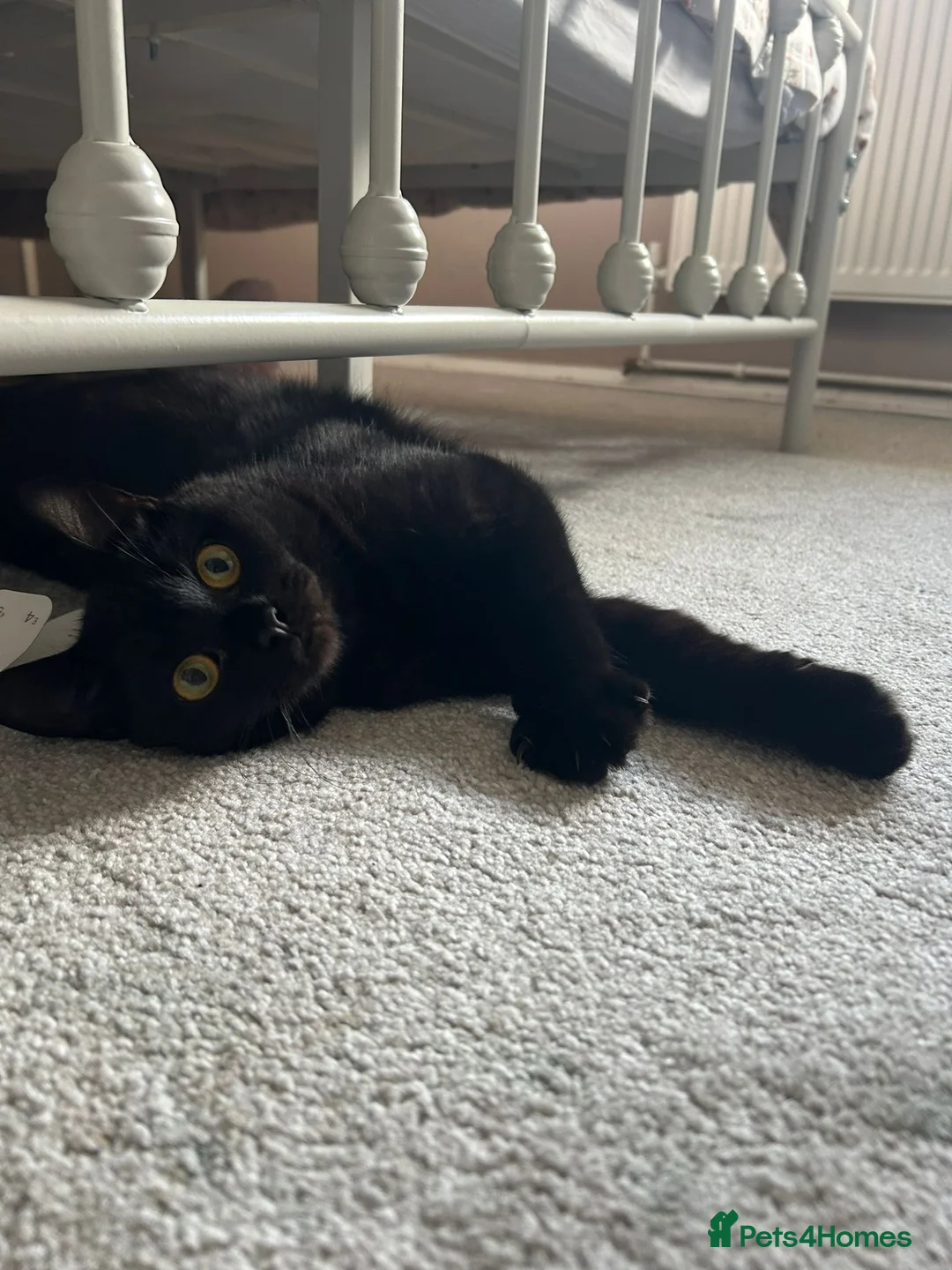 Bombay cats for sale: 1 year old - Advert 1