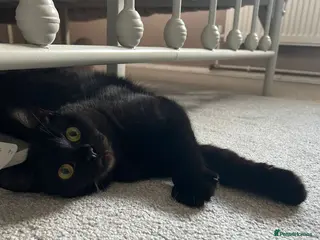 Bombay cats 10 month old cat for sale - Advert 2