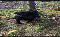 Lakeland Terrier dogs for sale: Beautiful Lakeland puppies for sale!  - Advert 8