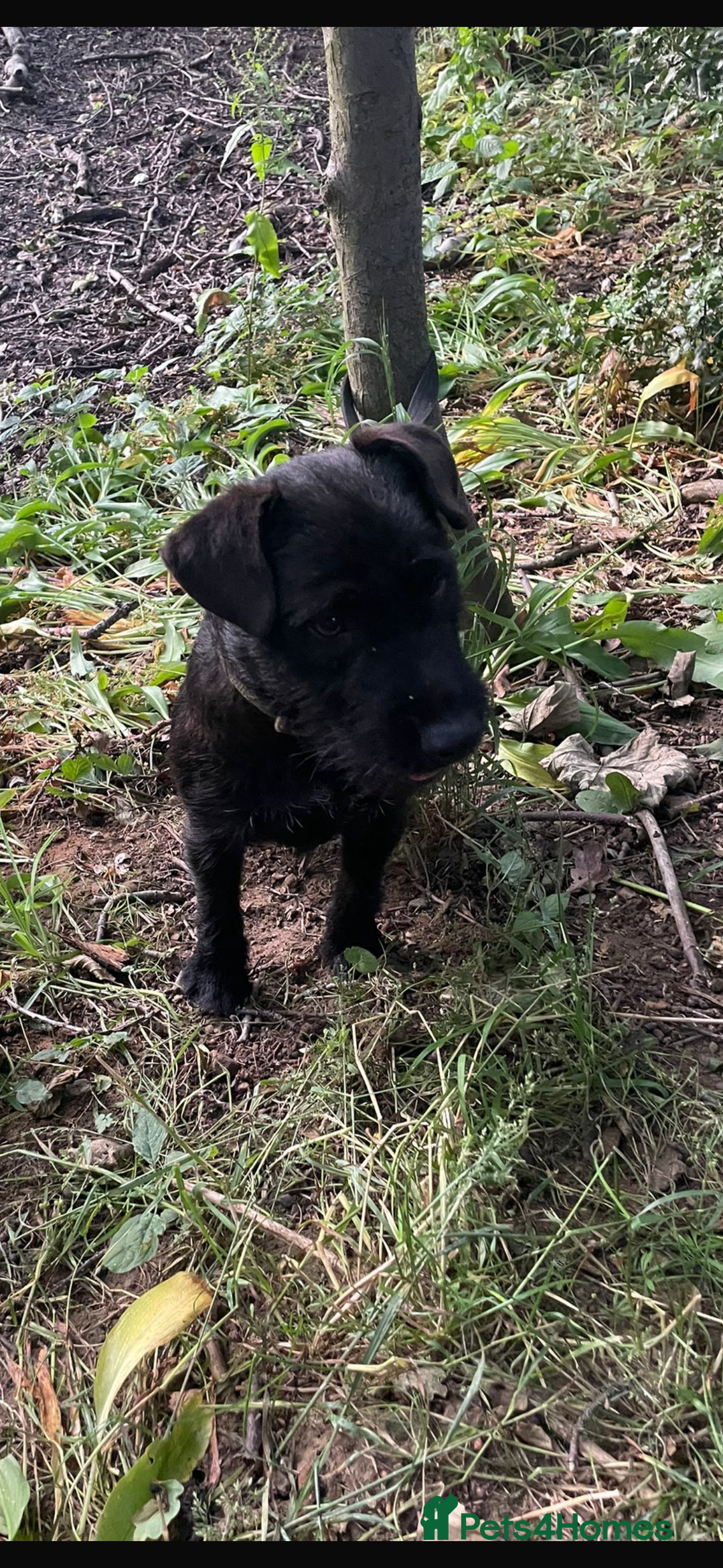 Lakeland Terrier dogs for sale: Beautiful Lakeland puppies for sale!  - Advert 8