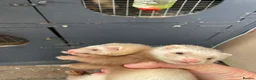 Ferret rodents for sale: 2 Jills for sale  - Advert 3