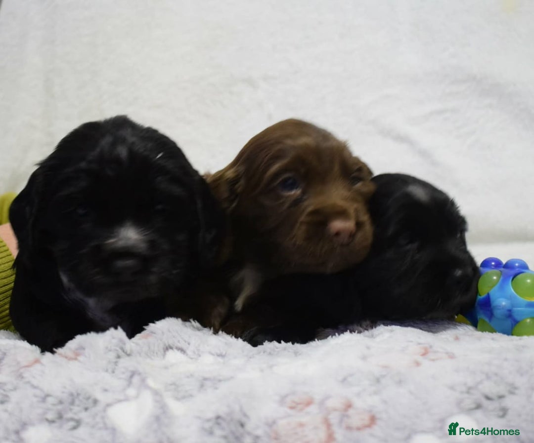Cocker Spaniel dogs for sale: last puppy (girl) of the Working Cocker Spaniel - Advert 10