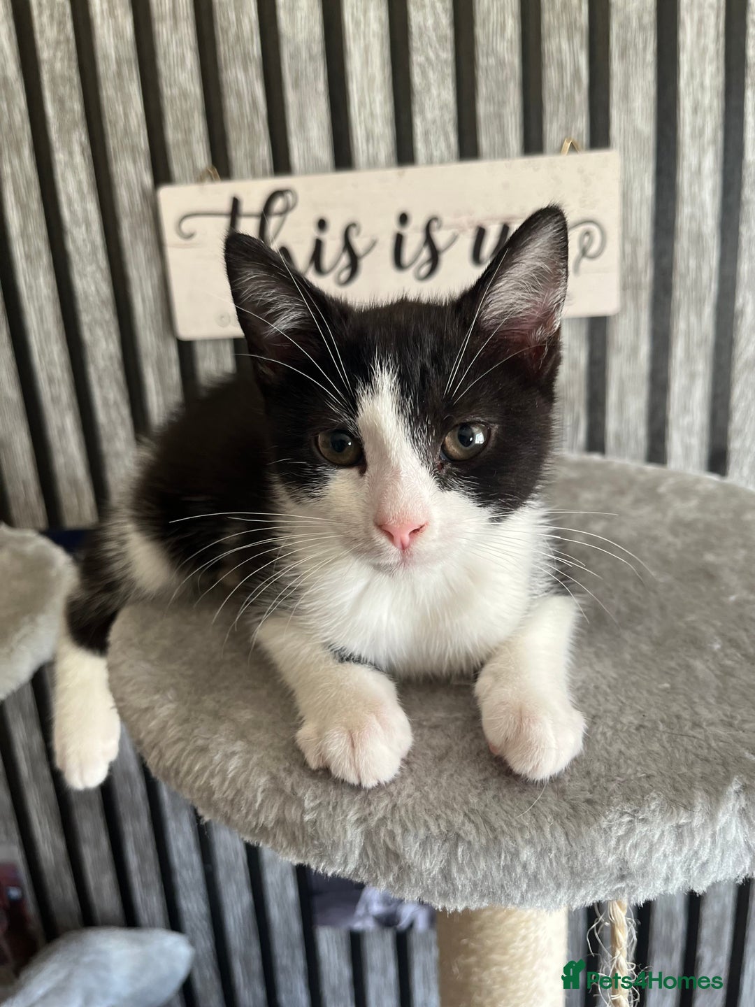 British Longhair cats for sale: Last ones of the litter  - Image 5