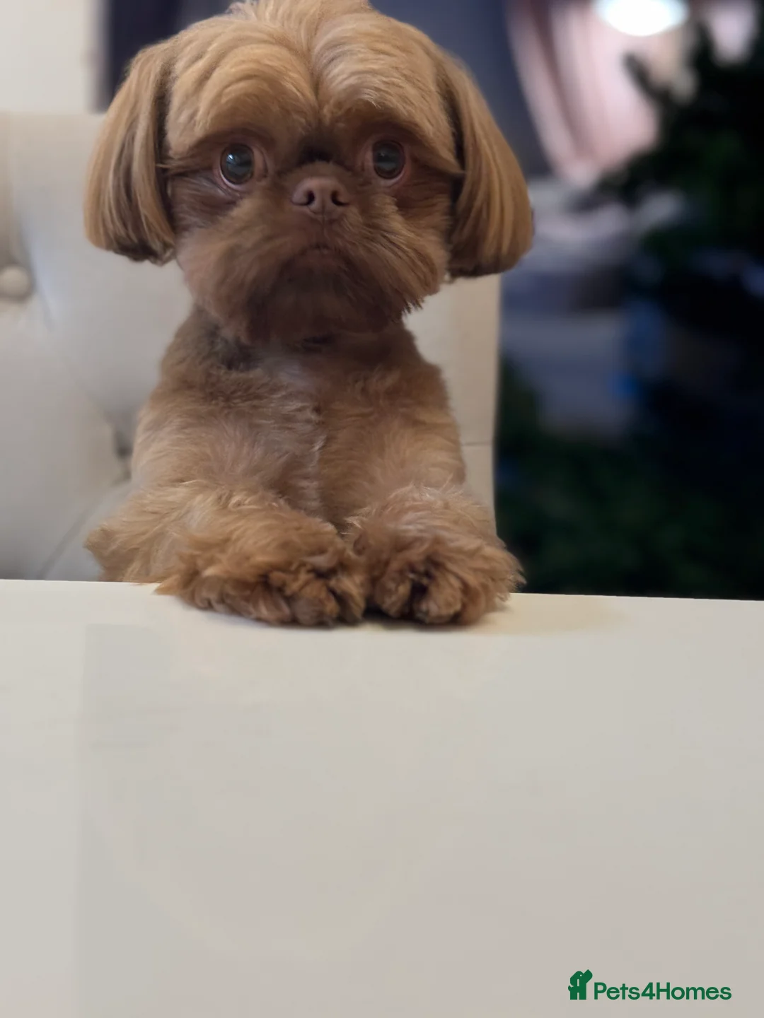 Shih Tzu dogs for stud: Imperial Shih Tzu for Stud (Karashishi Lines) - Advert 2