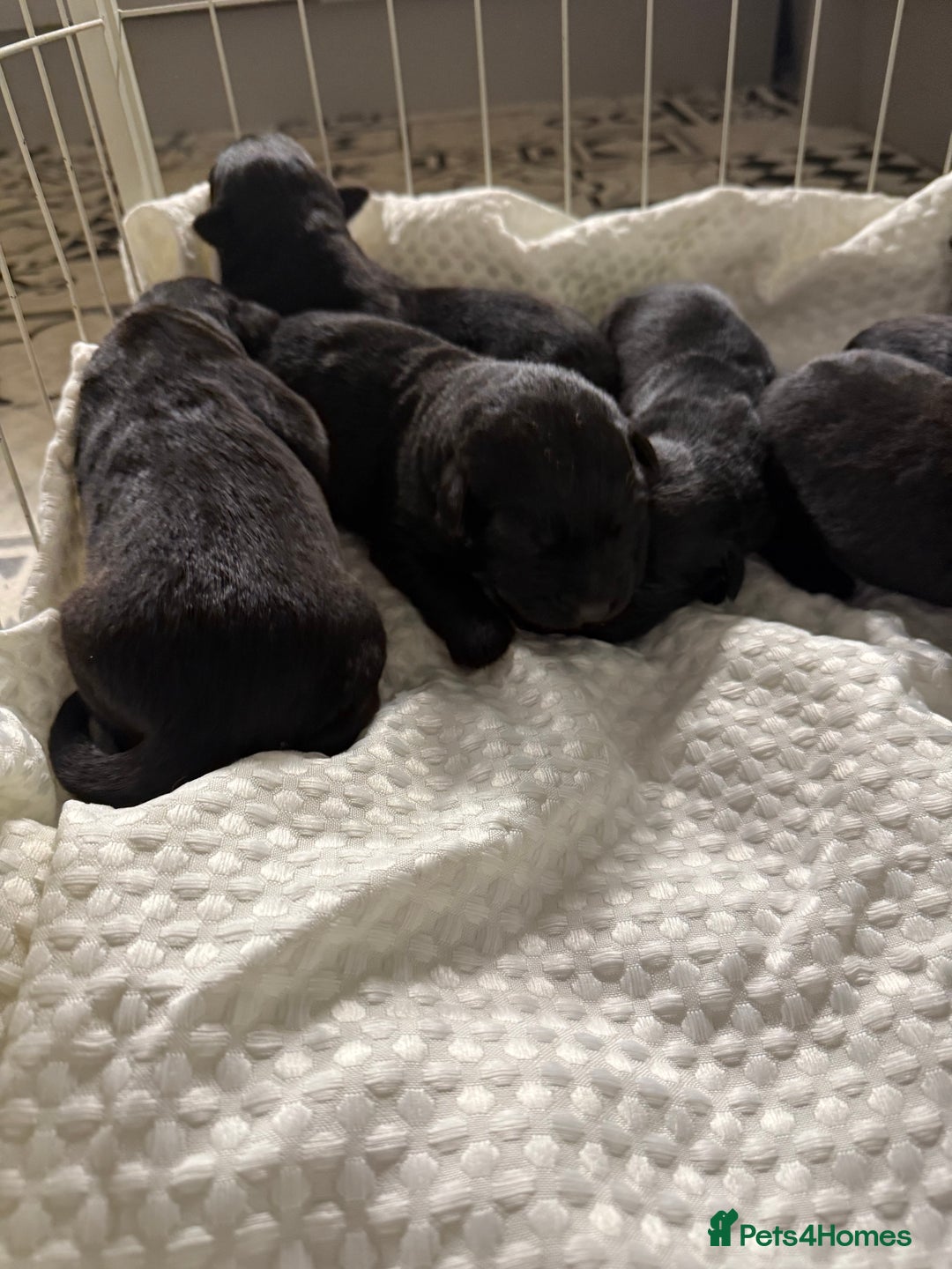 Mixed Breed dogs for sale: Labrador x German Shepard puppies  - Advert 5