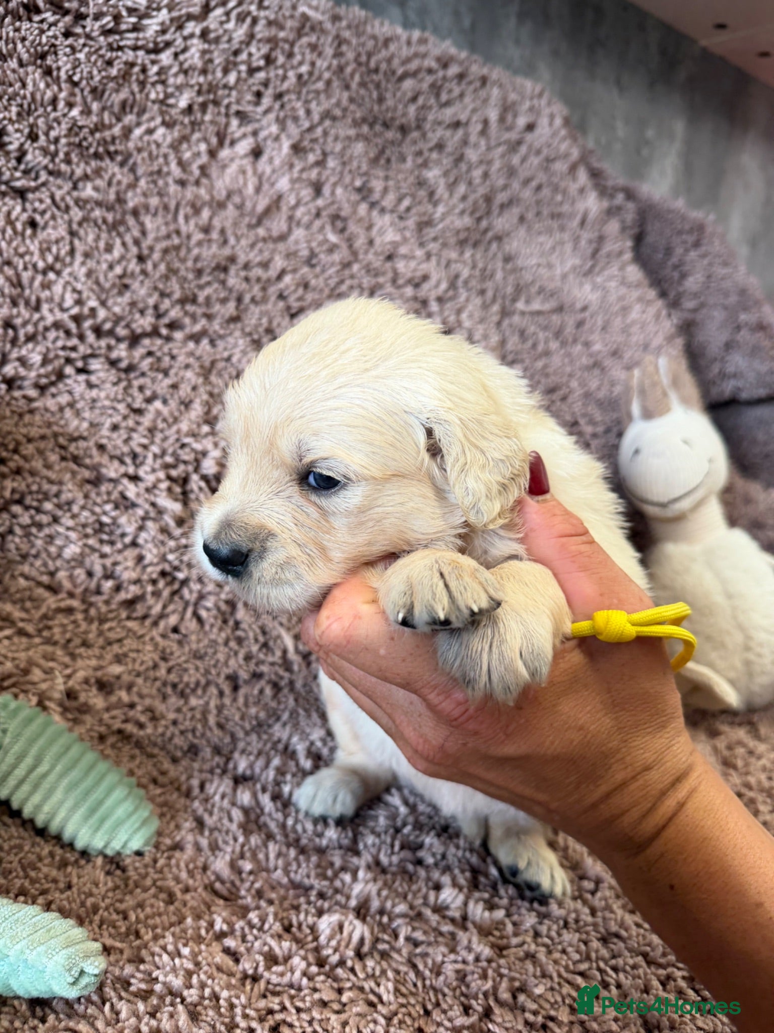 Golden Retriever dogs Golden Retriever Pups - Gorgeous  - Advert 1