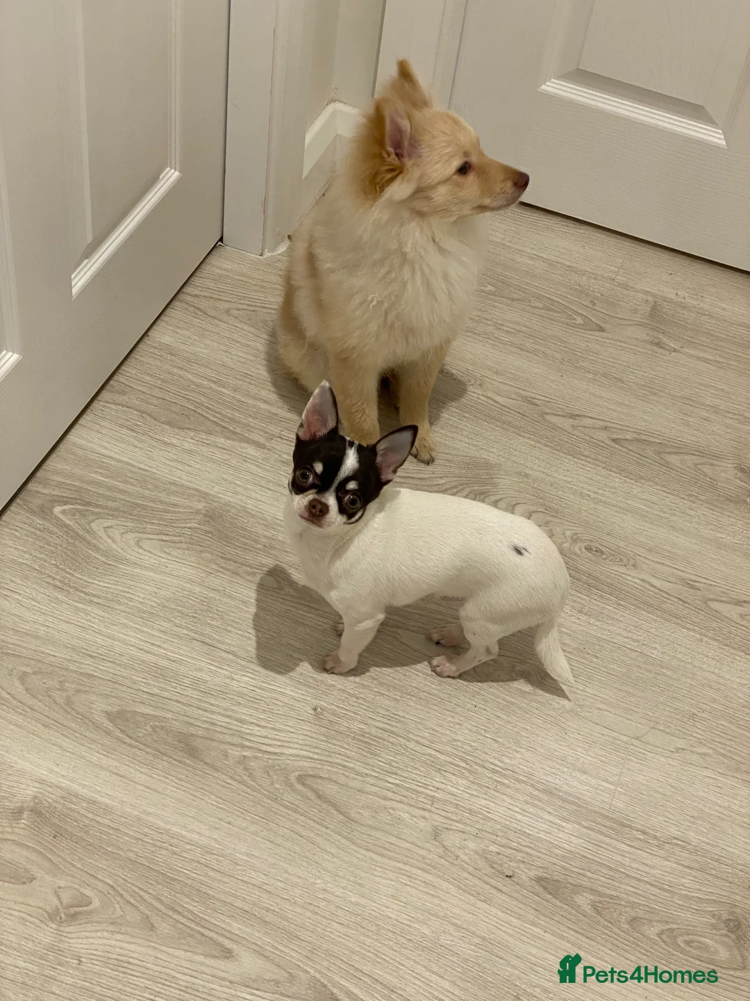 Chihuahua dogs for sale: Benji boy  - Advert 2