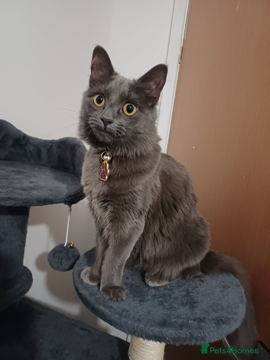 Nebelung cats for sale: Grey cat - Advert 2