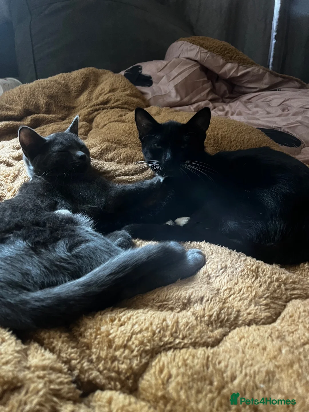 Mixed Breed cats for sale: 3 mixed breed kittens for sale - Advert 2