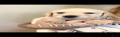 Lime collar 