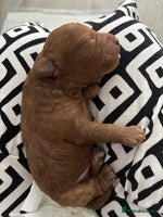 Cavapoo dogs - Advert 9