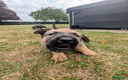 Mixed Breed dogs for sale: German shepherd cross, Belgium malinios  - Image 3