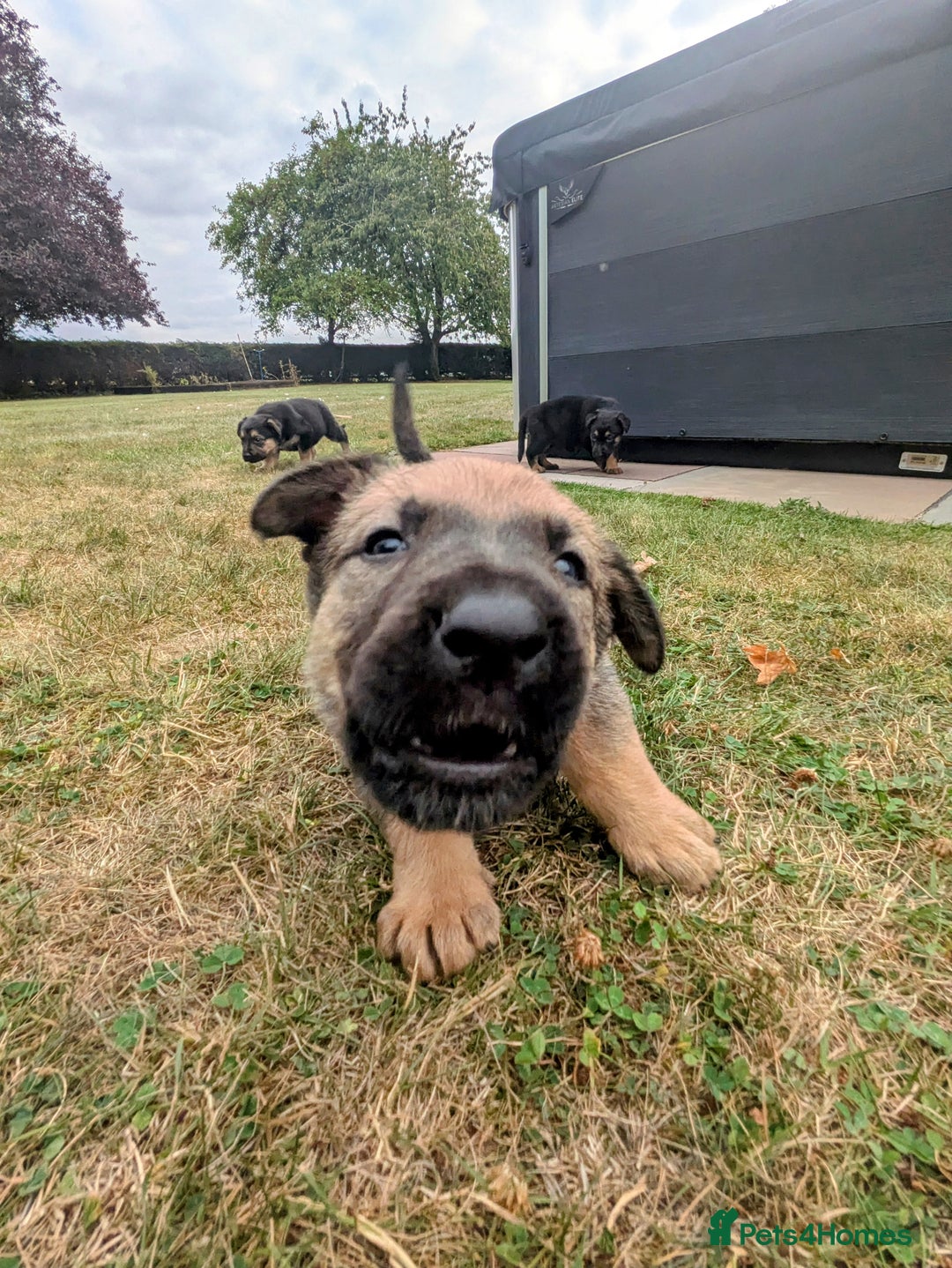 Mixed Breed dogs for sale: German shepherd cross, Belgium malinios  - Image 3