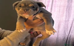 Mixed Breed dogs for sale: Bulldog puppy’s ready (5 BOYS LEFT 💙) - Image 12