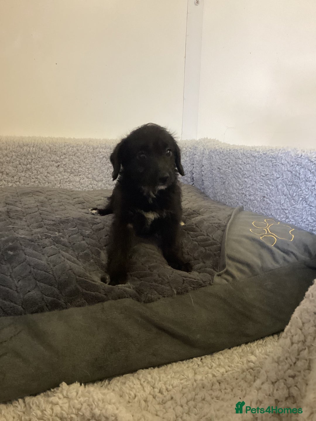 Mixed Breed dogs for sale: Whippet x bedlington - Image 17