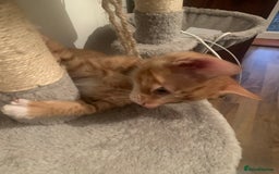 British Shorthair cats for sale: Beautiful Ginger, calico and tuxedo kittens - Image 3