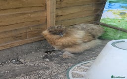 Hens poultry for sale: Bantam Arucana and silkie - Image 4