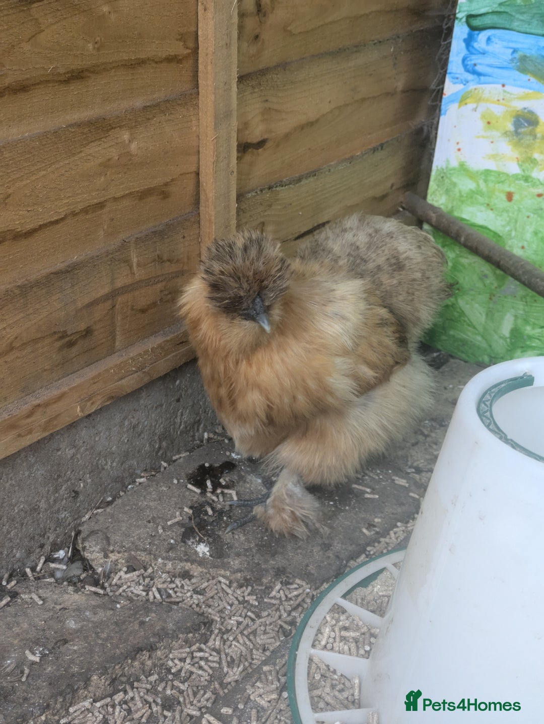 Hens poultry for sale: Bantam Arucana and silkie - Image 4