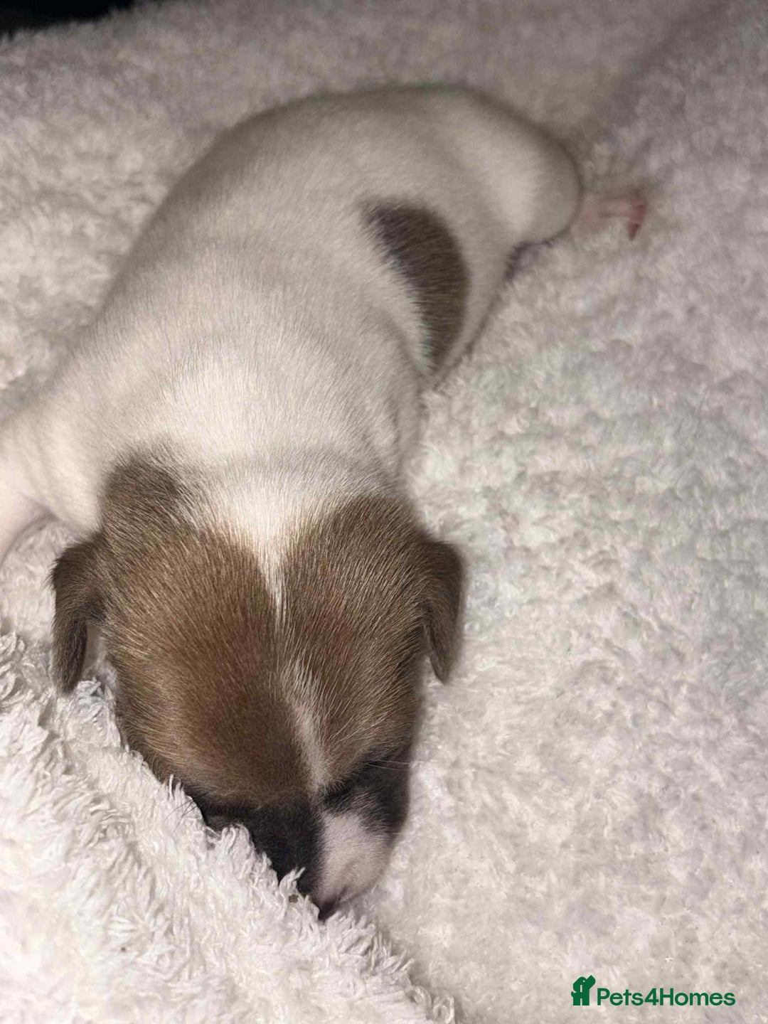 Jack Russell dogs for sale: 4 left!!! Blue/red tri JR puppies  - Advert 24