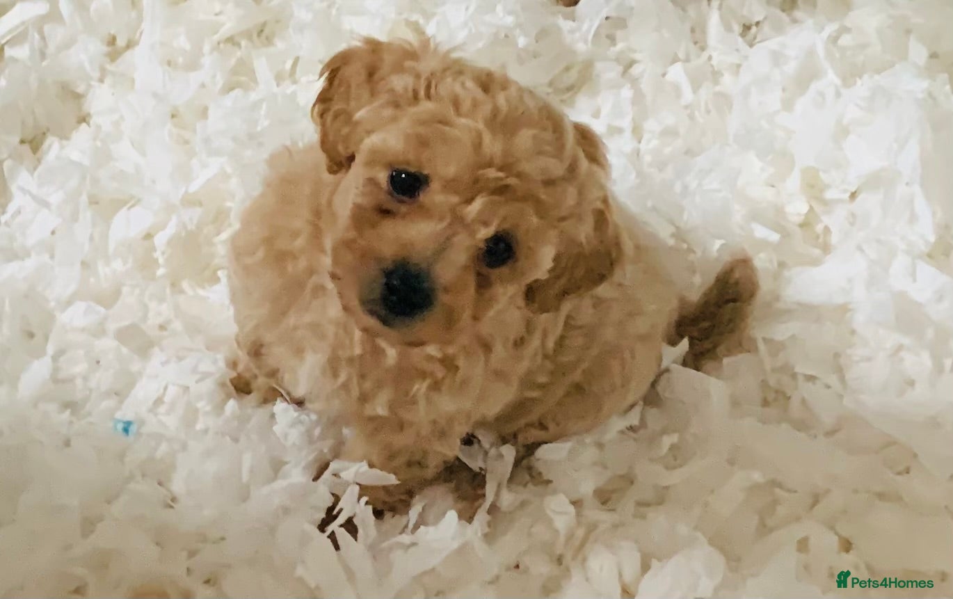 Poochon dogs Outstanding Poochon puppies  - Advert 2