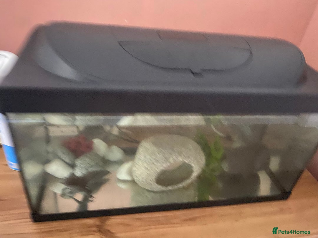 Axolotl reptiles for sale: Axolotl  - Image 3