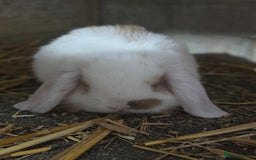 Mini Lop rabbits for sale: Minilops ready 30th August  - Image 3