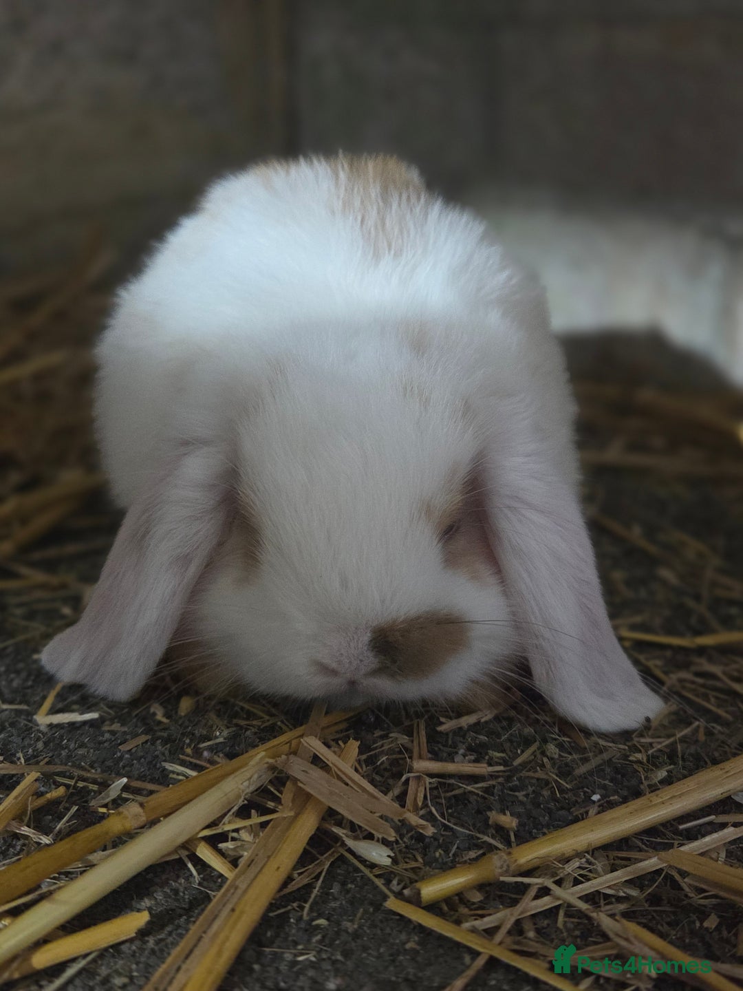 Mini Lop rabbits for sale: Minilops ready 30th August  - Image 3