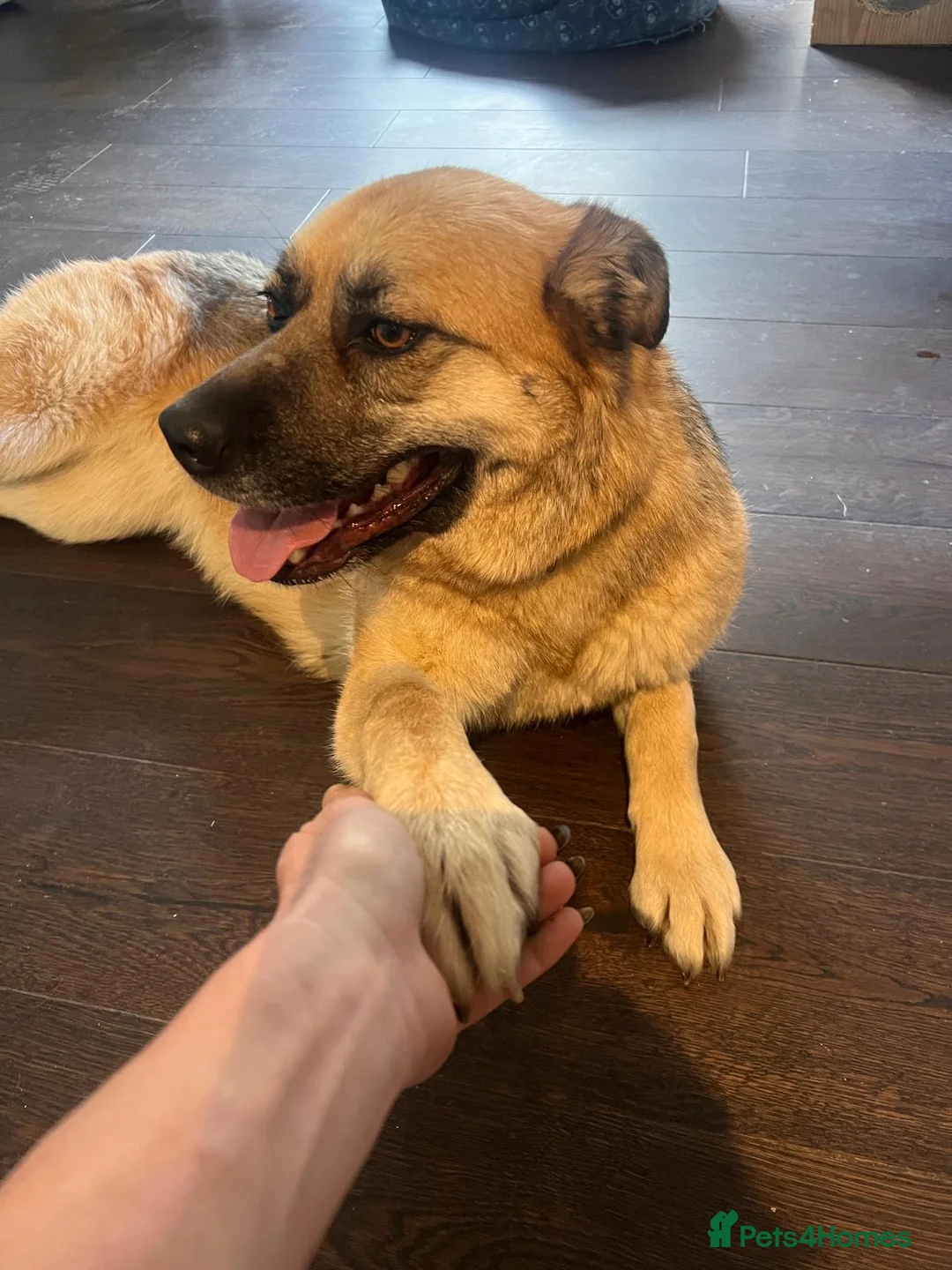 German Shepherd dogs for adoption: Molly 3.5 years friendly girl - Advert 2