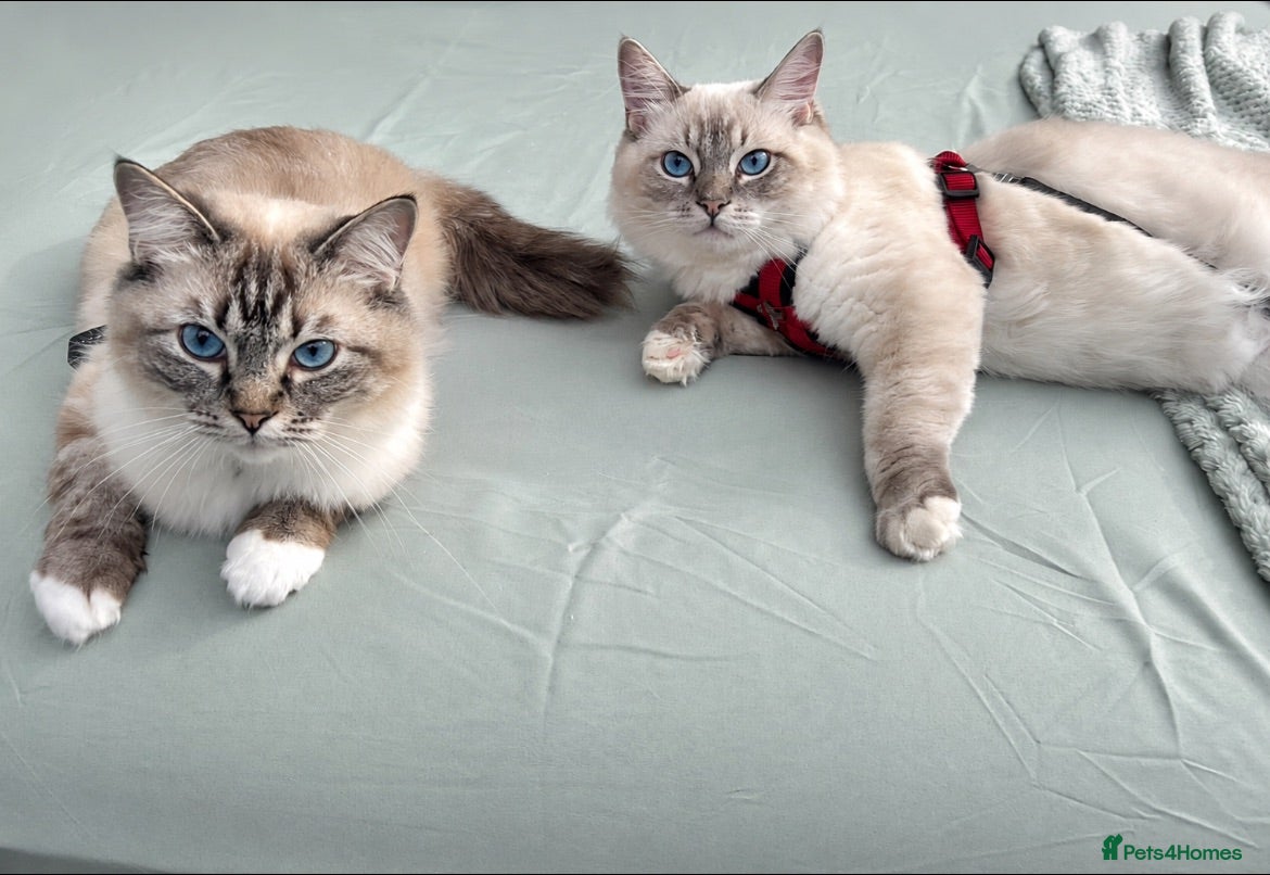 Ragdoll cats 3 Beautiful Pure Ragdoll Kittens – Blue Eyed  - Advert 1