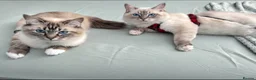 Ragdoll cats for sale: 3 Beautiful Pure Ragdoll Kittens – Blue Eyed  in Abingdon - Advert 1