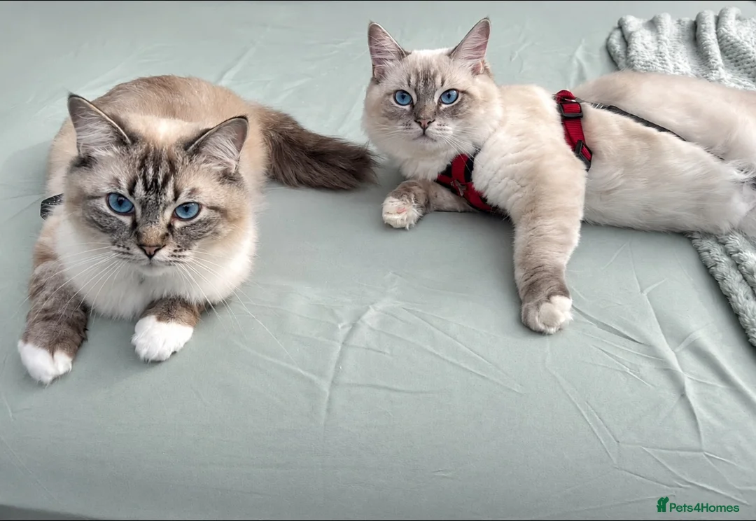 Ragdoll cats for sale: 3 Beautiful Pure Ragdoll Kittens – Blue Eyed  in Abingdon - Advert 1