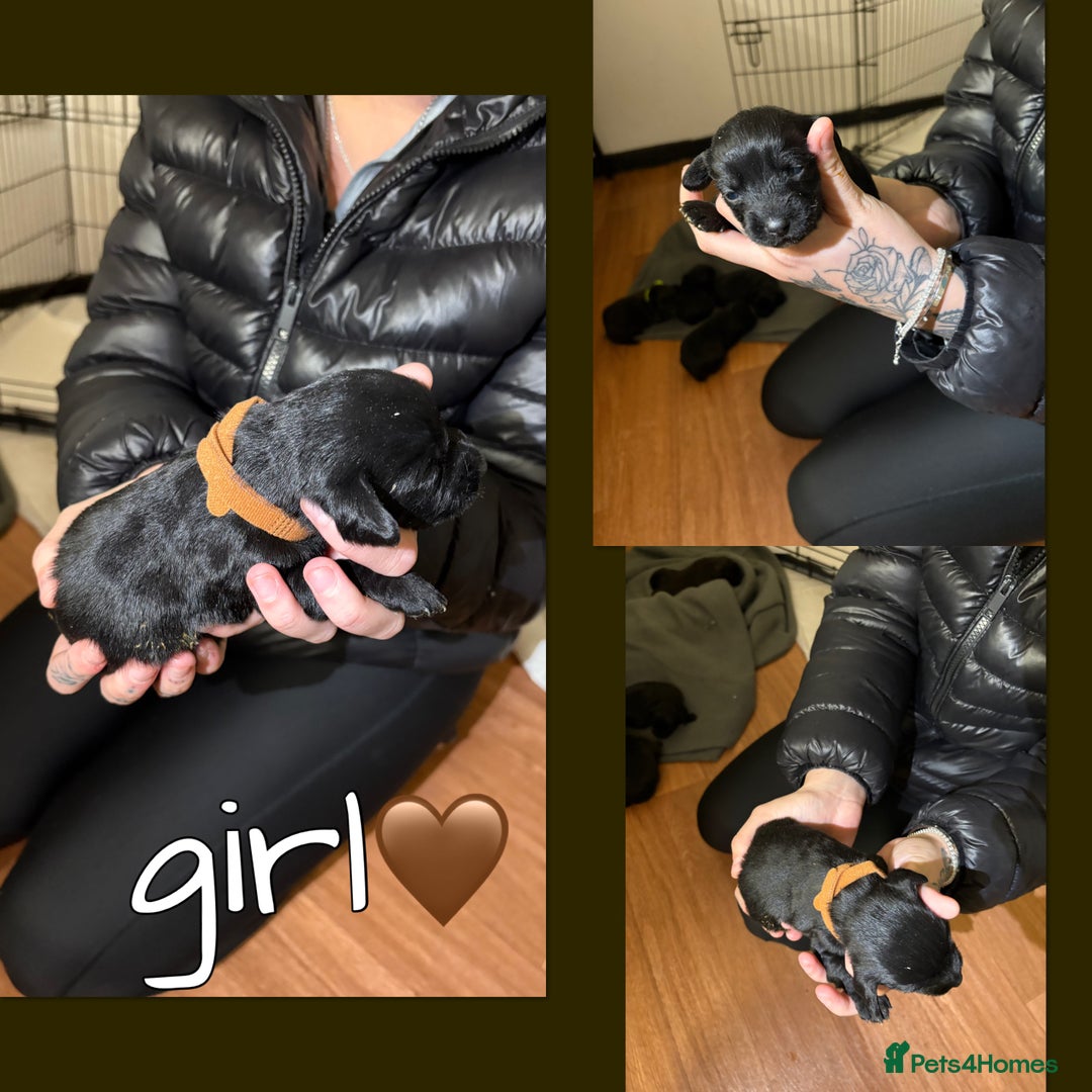 Mixed Breed dogs for sale: Jackapoo Puppies - Advert 9