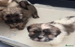 Lhasa Apso dogs for sale: Lhasa apso puppies  - Image 5