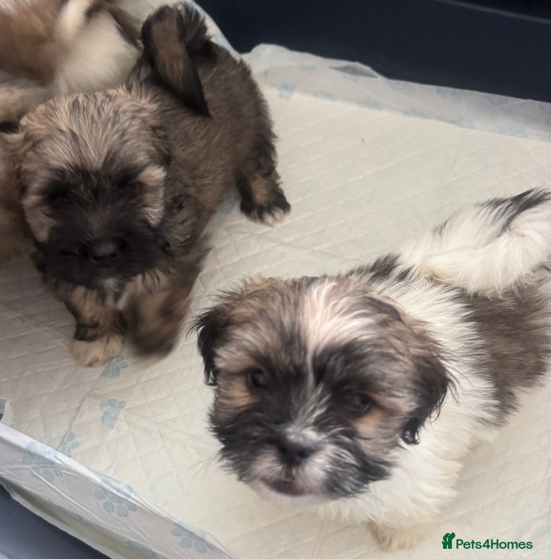 Lhasa Apso dogs for sale: Lhasa apso puppies  - Image 5
