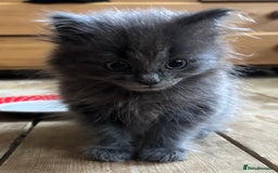 Mixed Breed cats for sale: Beautiful Mixed grey kitten ready for a new home! - Image 1