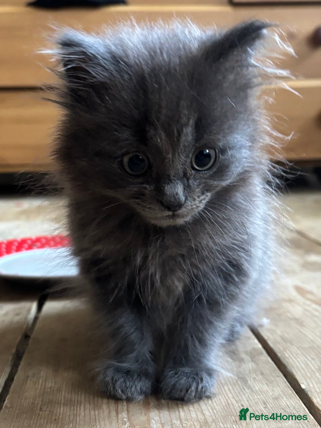 Mixed Breed cats for sale: Beautiful Mixed grey kitten ready for a new home! - Image 1