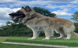 Mixed Breed dogs for sale: Beautiful Inca & handsome Nanuq  - Image 3