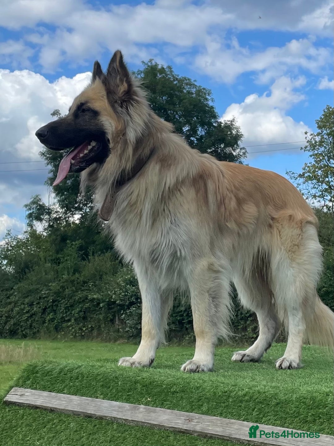 Mixed Breed dogs for sale: Beautiful Inca & handsome Nanuq  - Image 3