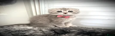 Scottish Fold 2