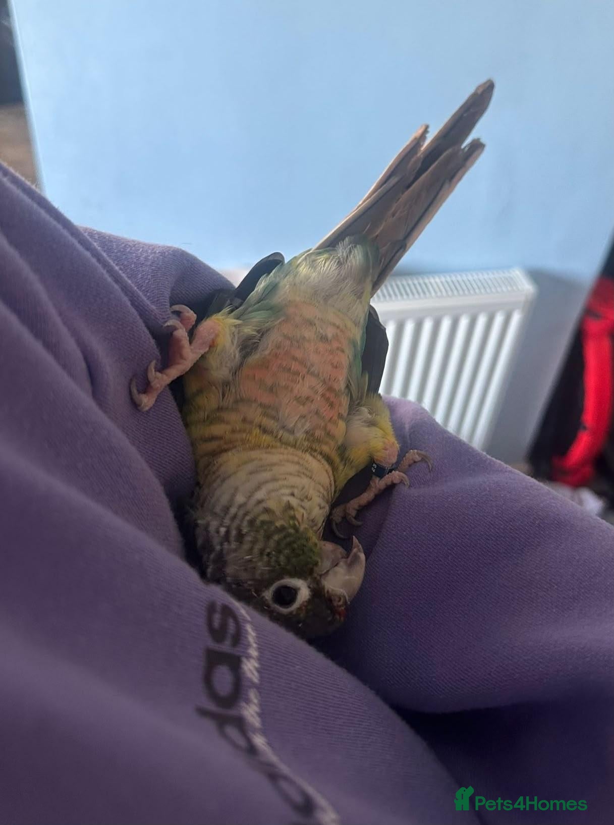 Conures birds Green Cheek Conure in need of a forever home - Advert 2